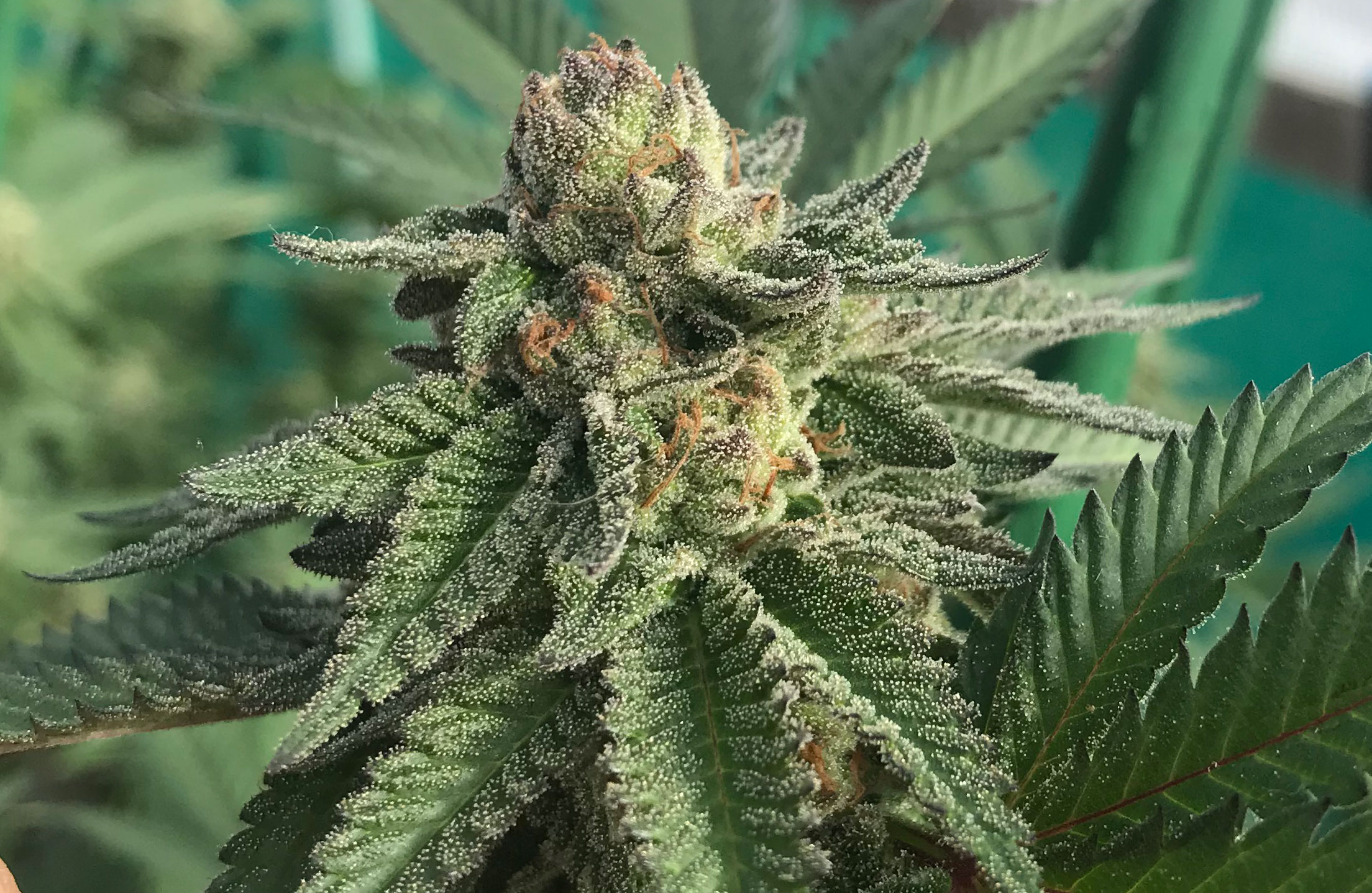 Cherry Pie