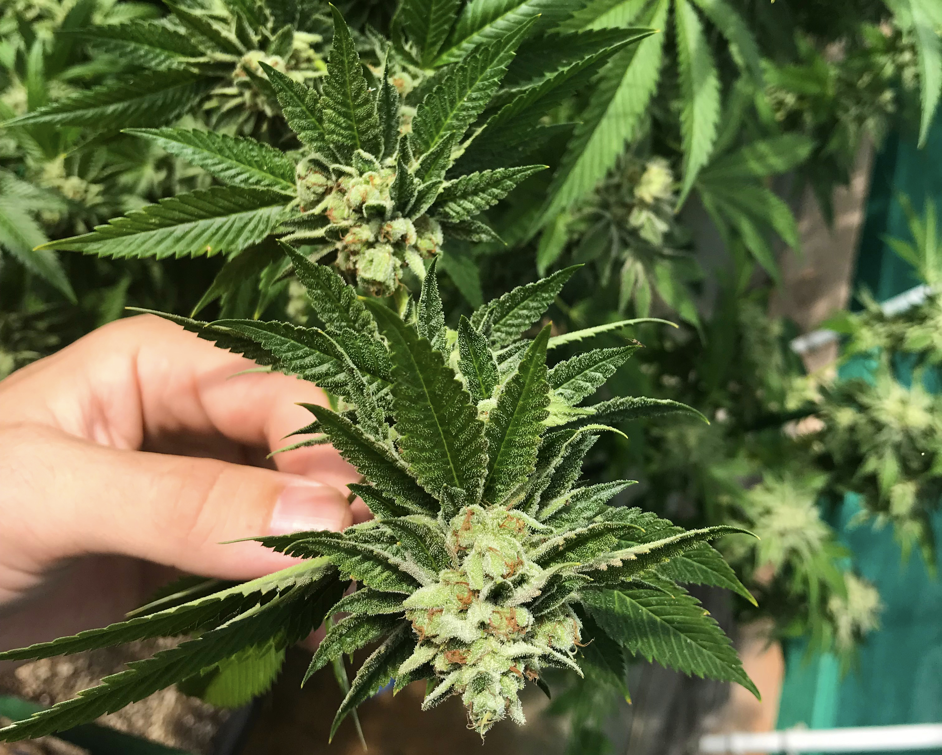 Crippy OG Kush