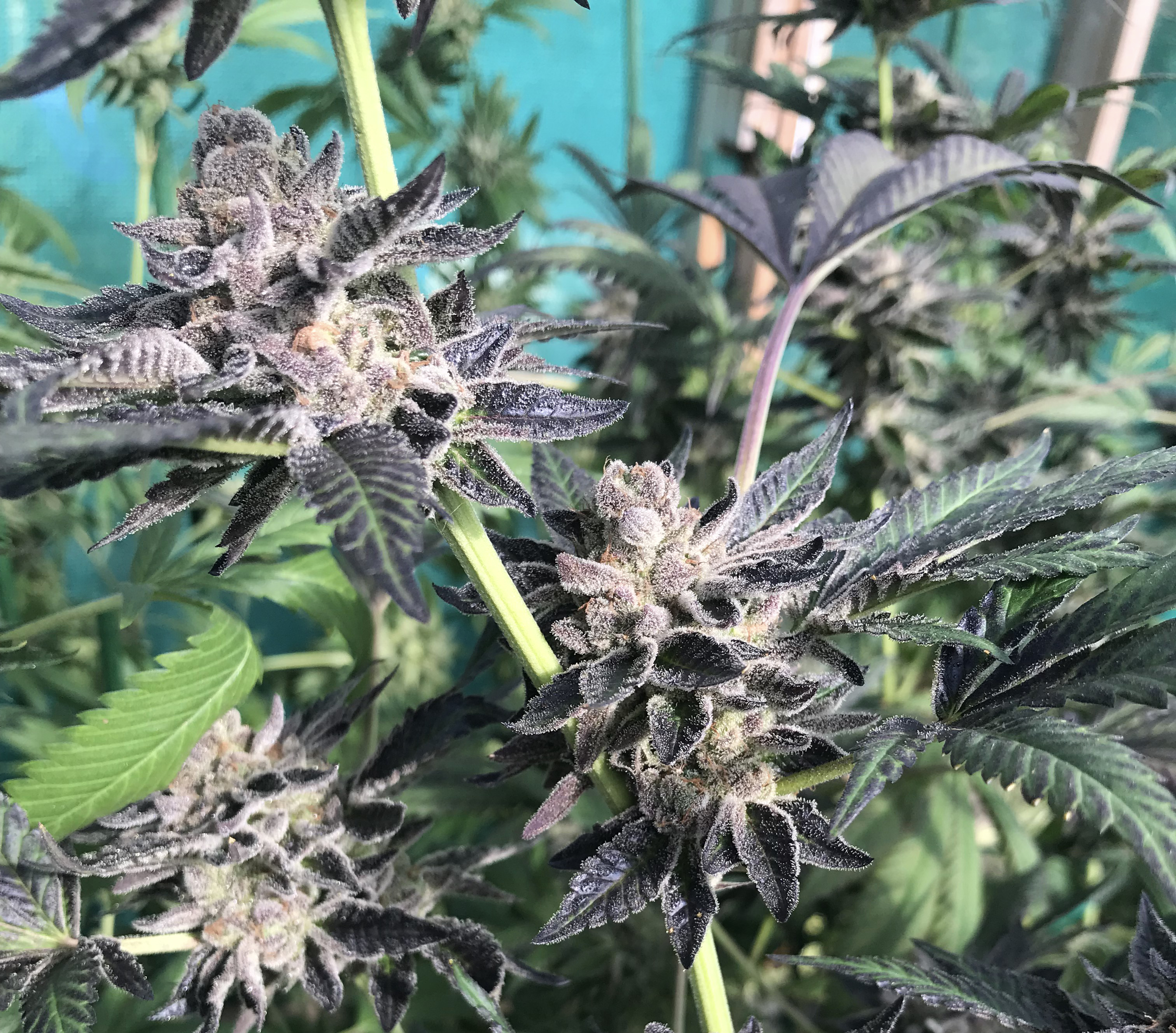 Forum Cookies