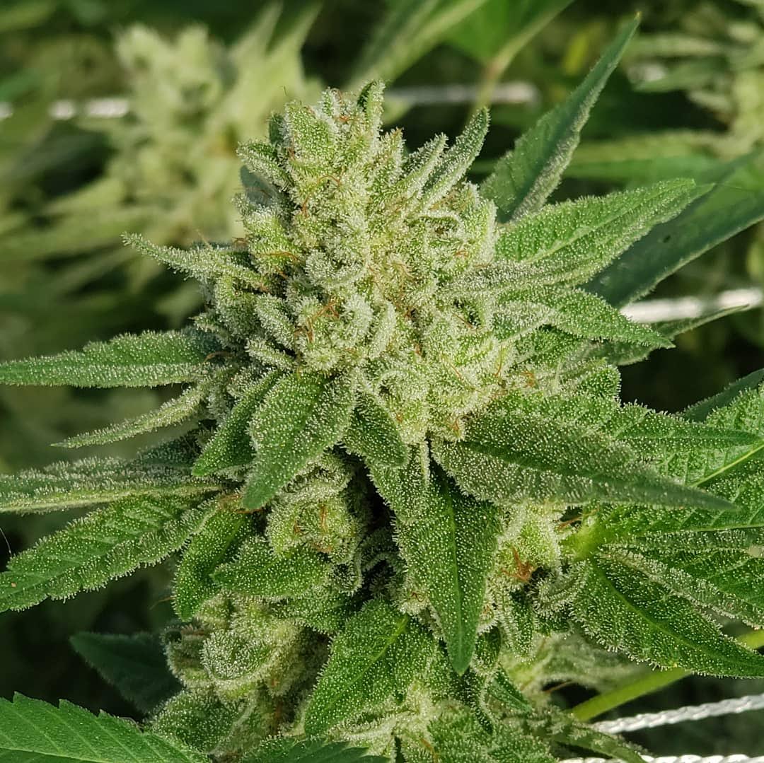 GG4