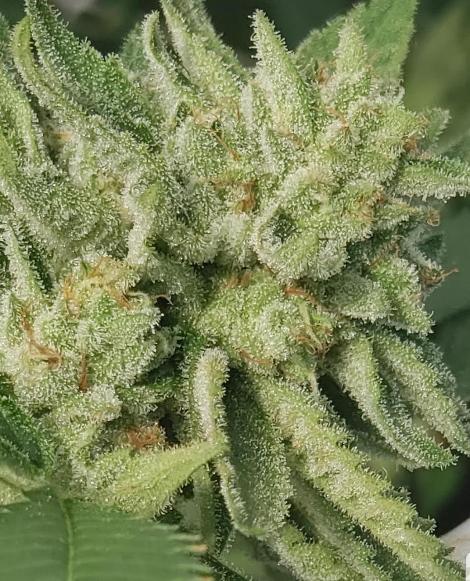 Zkittlez