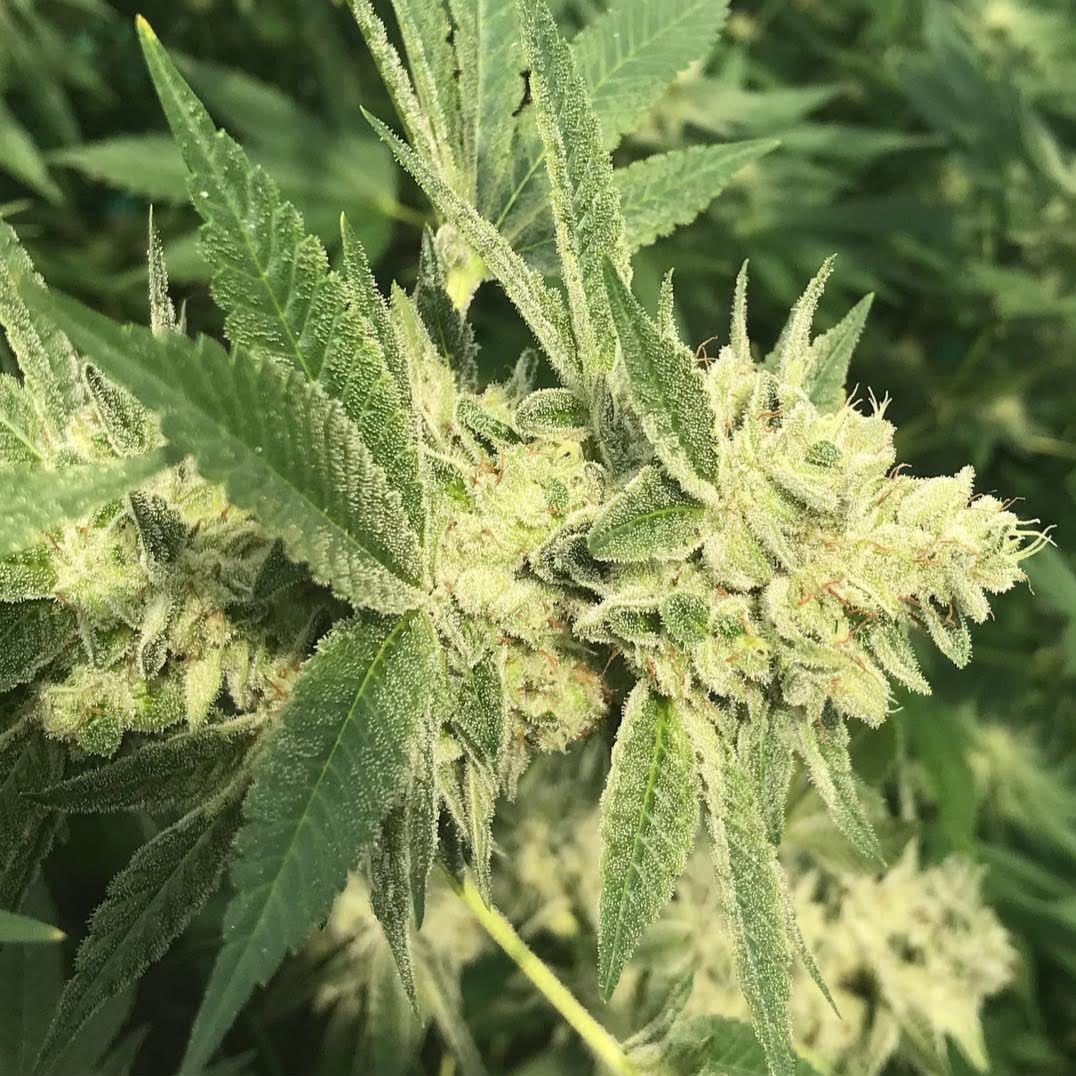 808 Flower