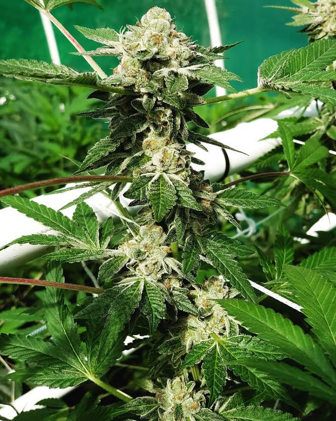 Animal Cookies
