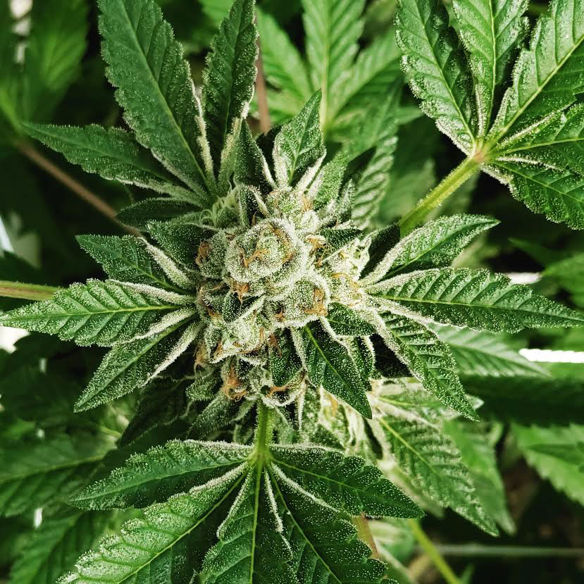 Animal Cookies Birdeye View