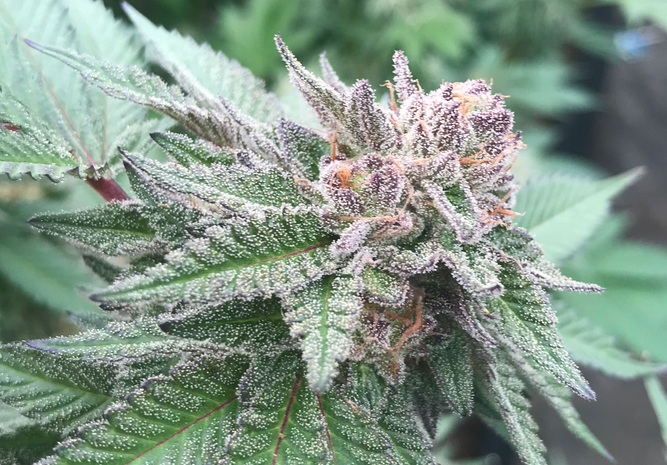 Cherry Pie