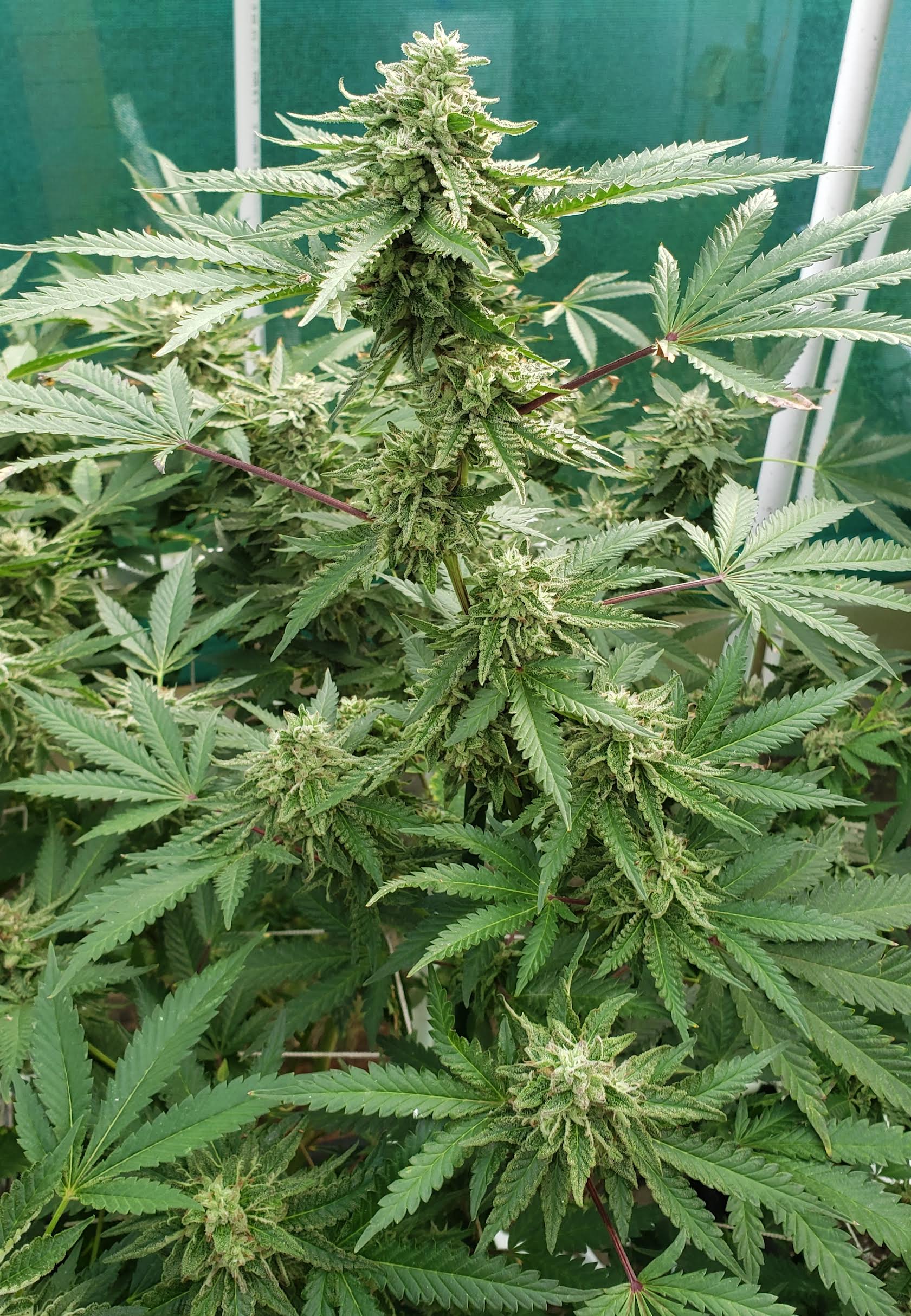Cherry Pie