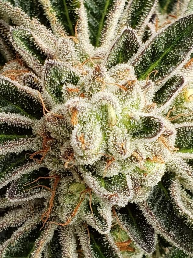 Forum Cookies