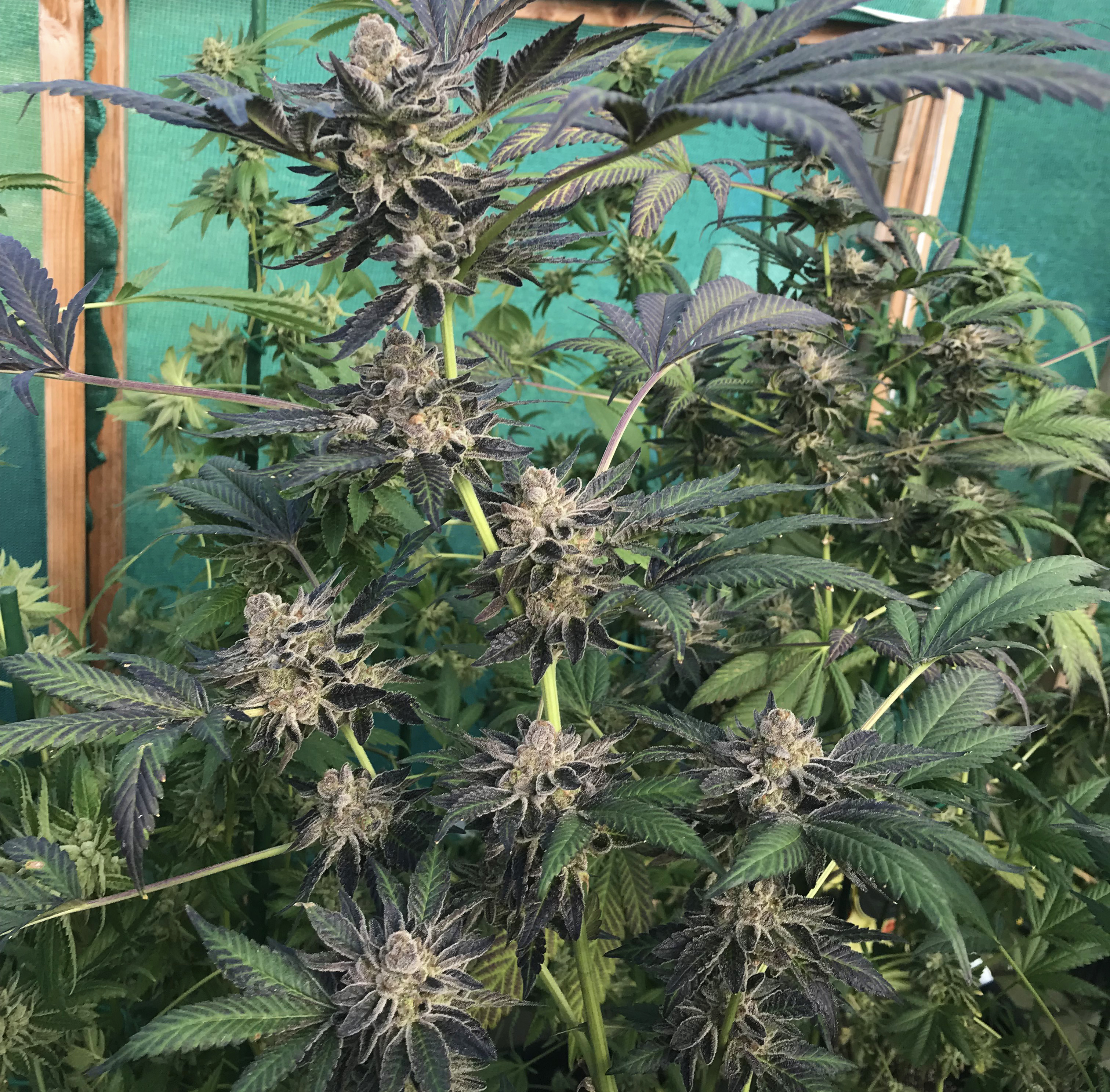 Forum Cookies