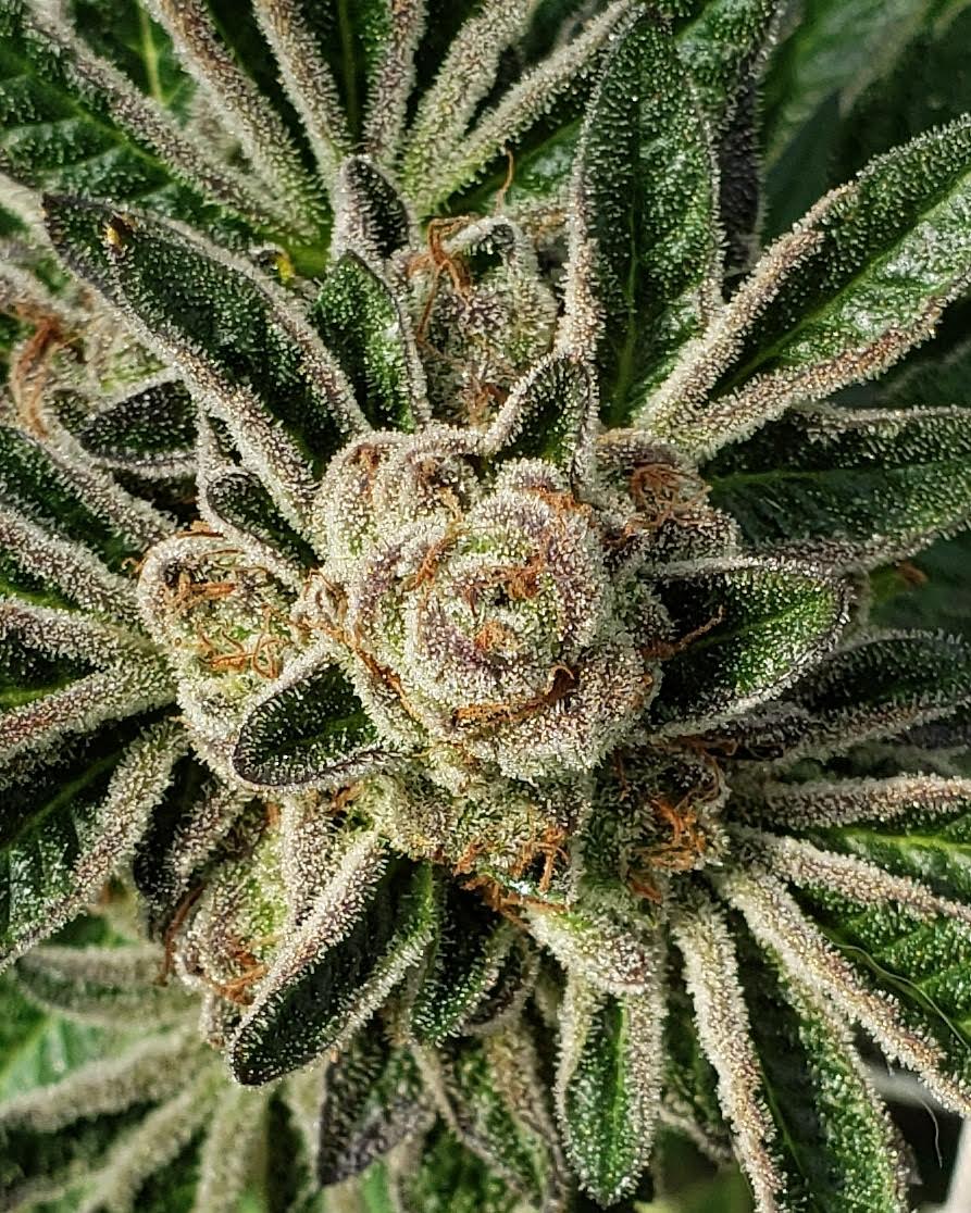 Frosty Flower