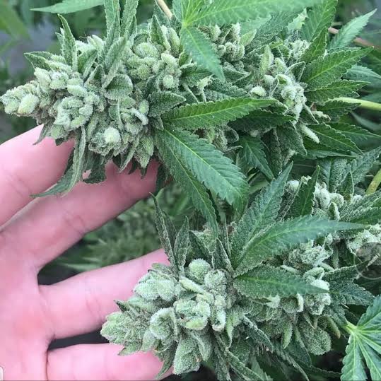 GG4