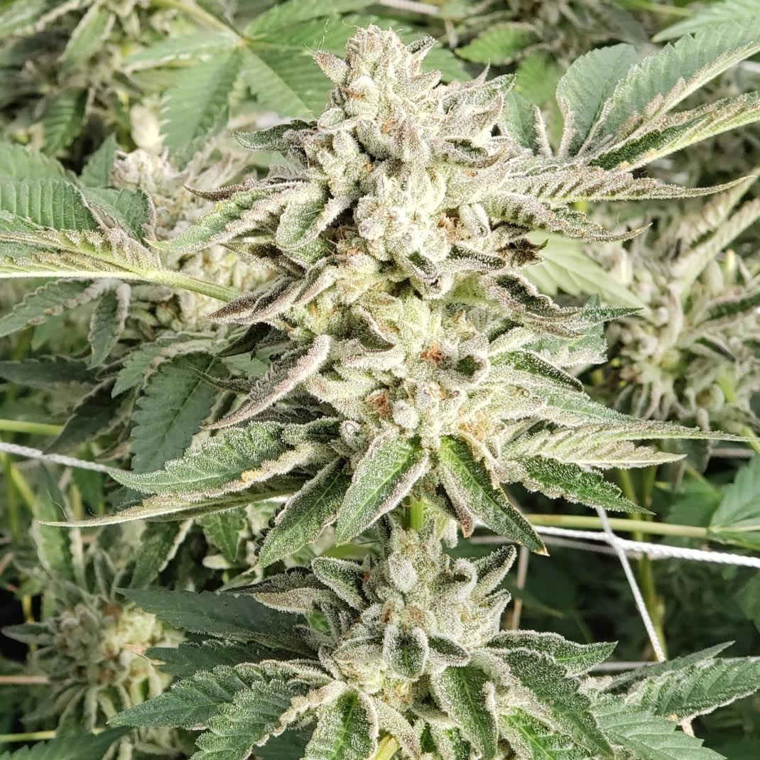 HG