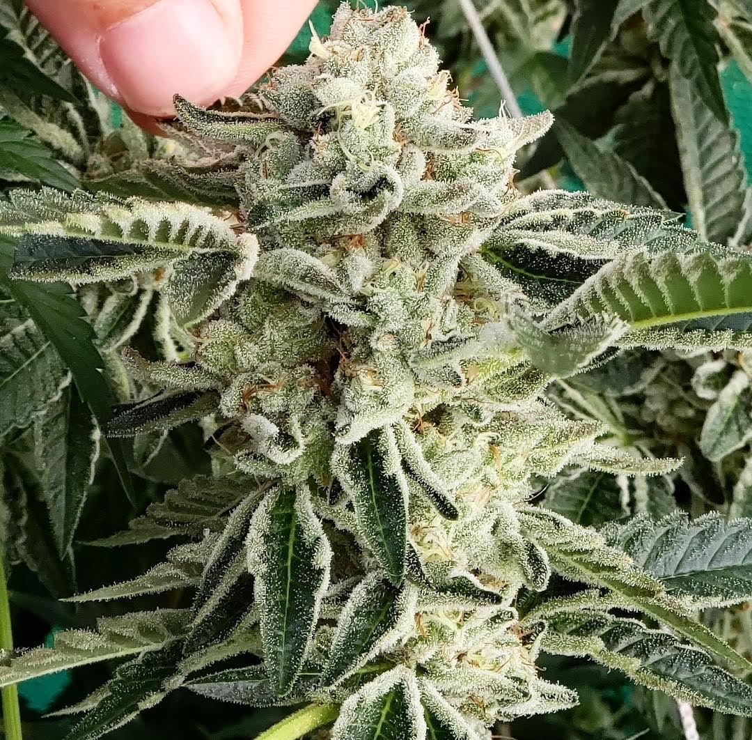 HG