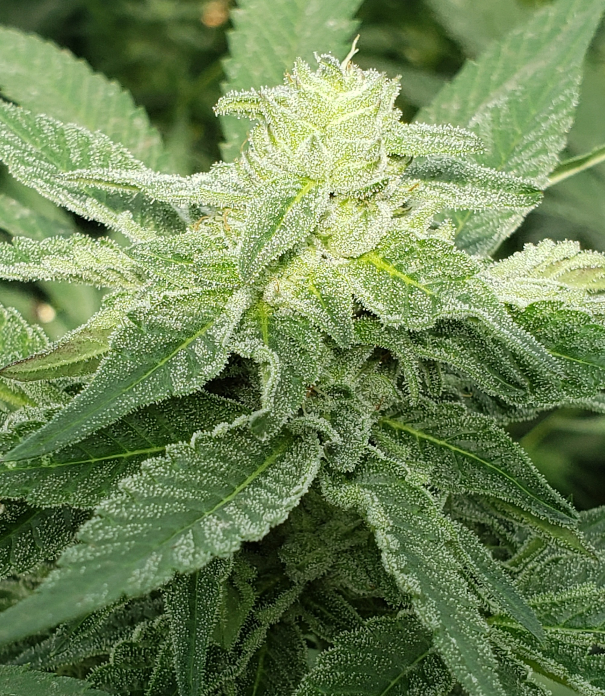 Kush Mints