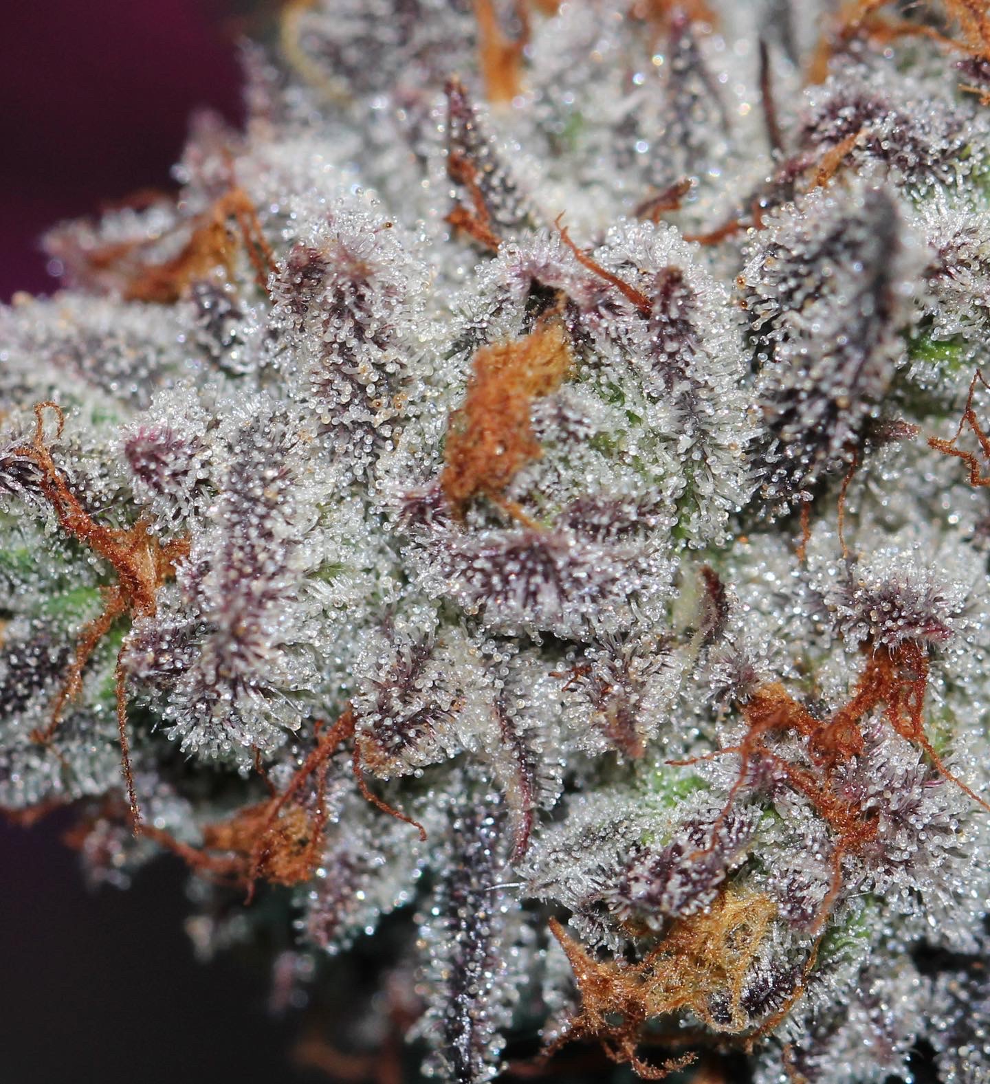 Peanut Butter Breath