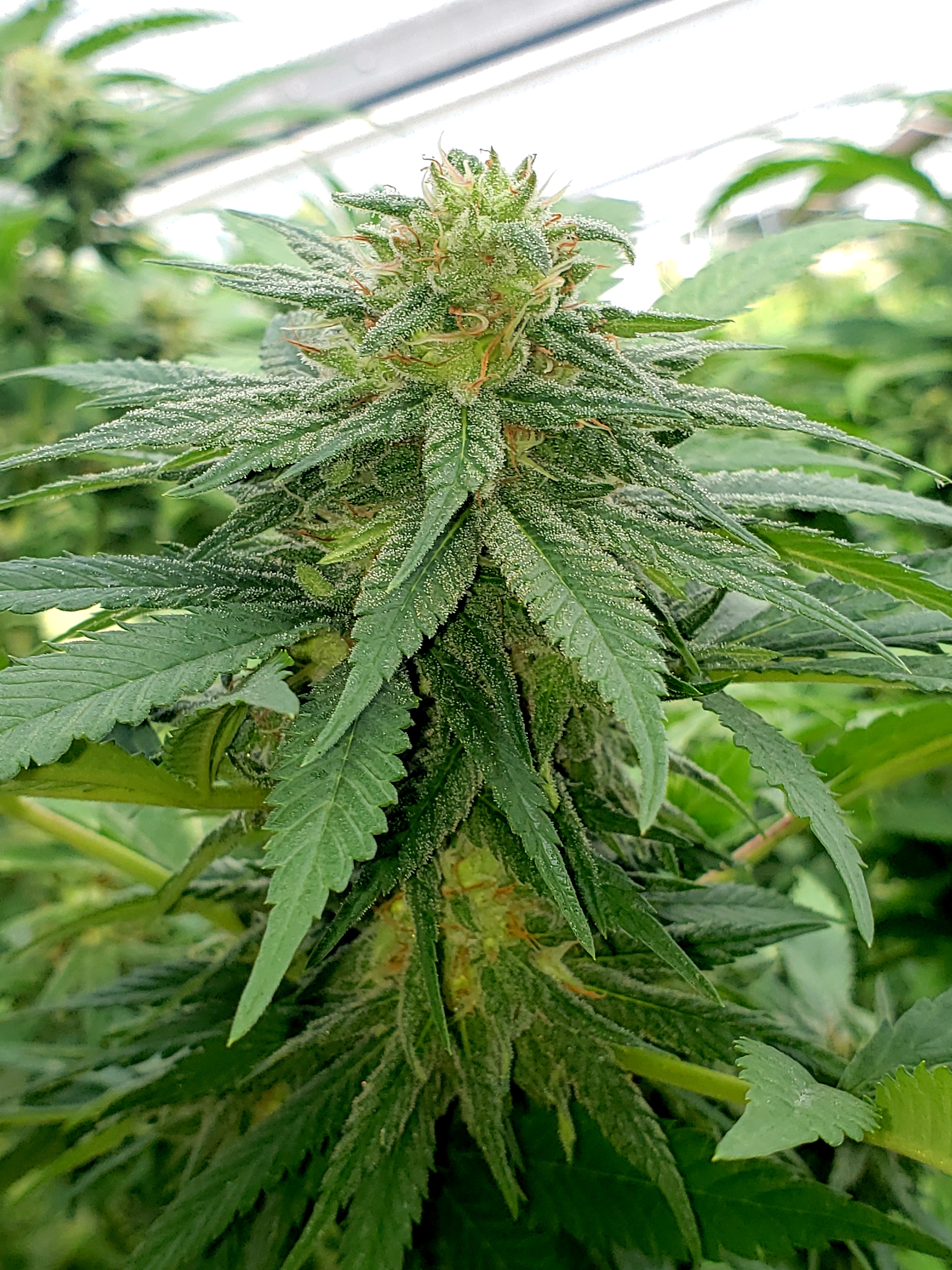 papaya