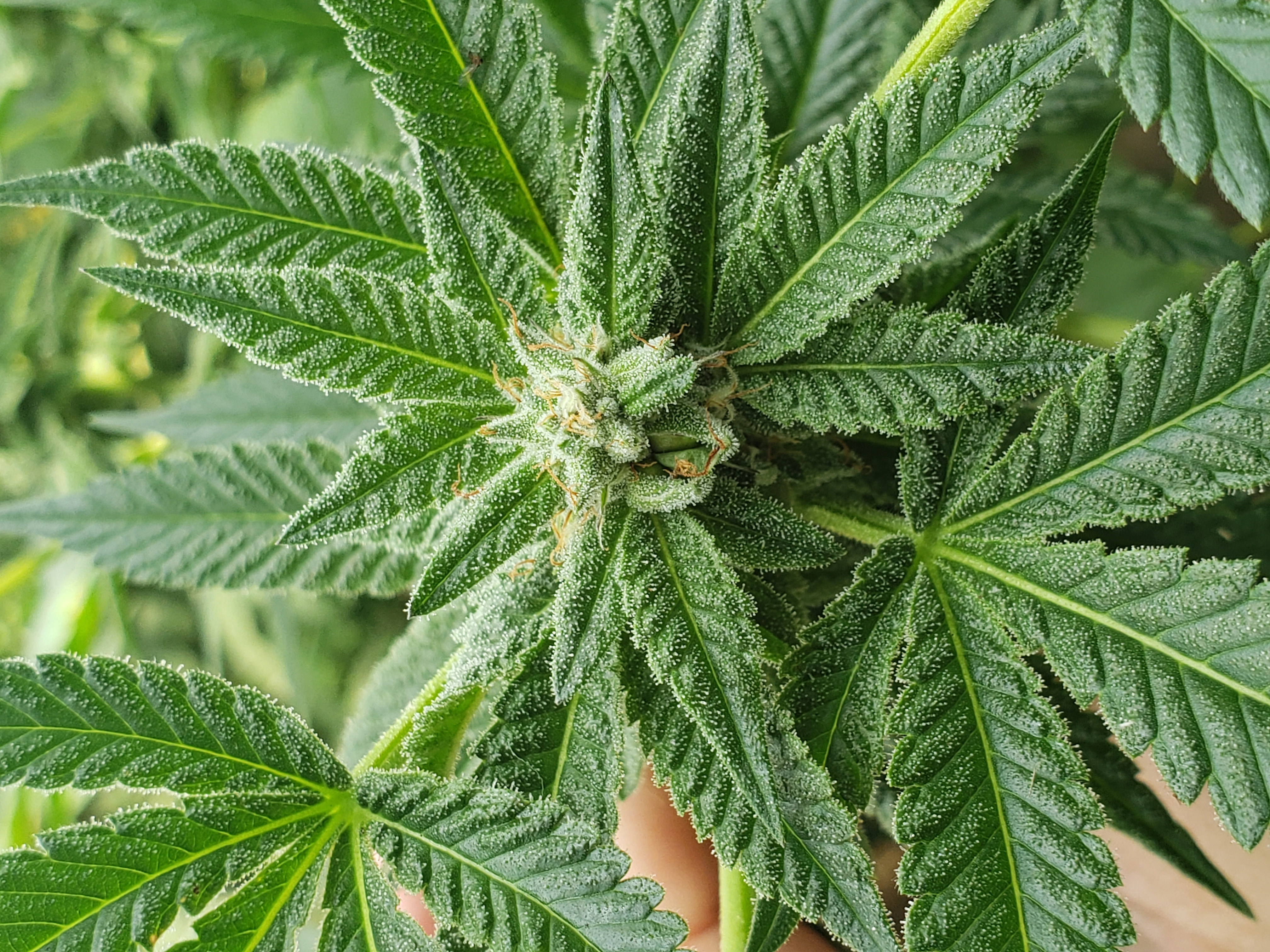 Peanut Butter Breath
