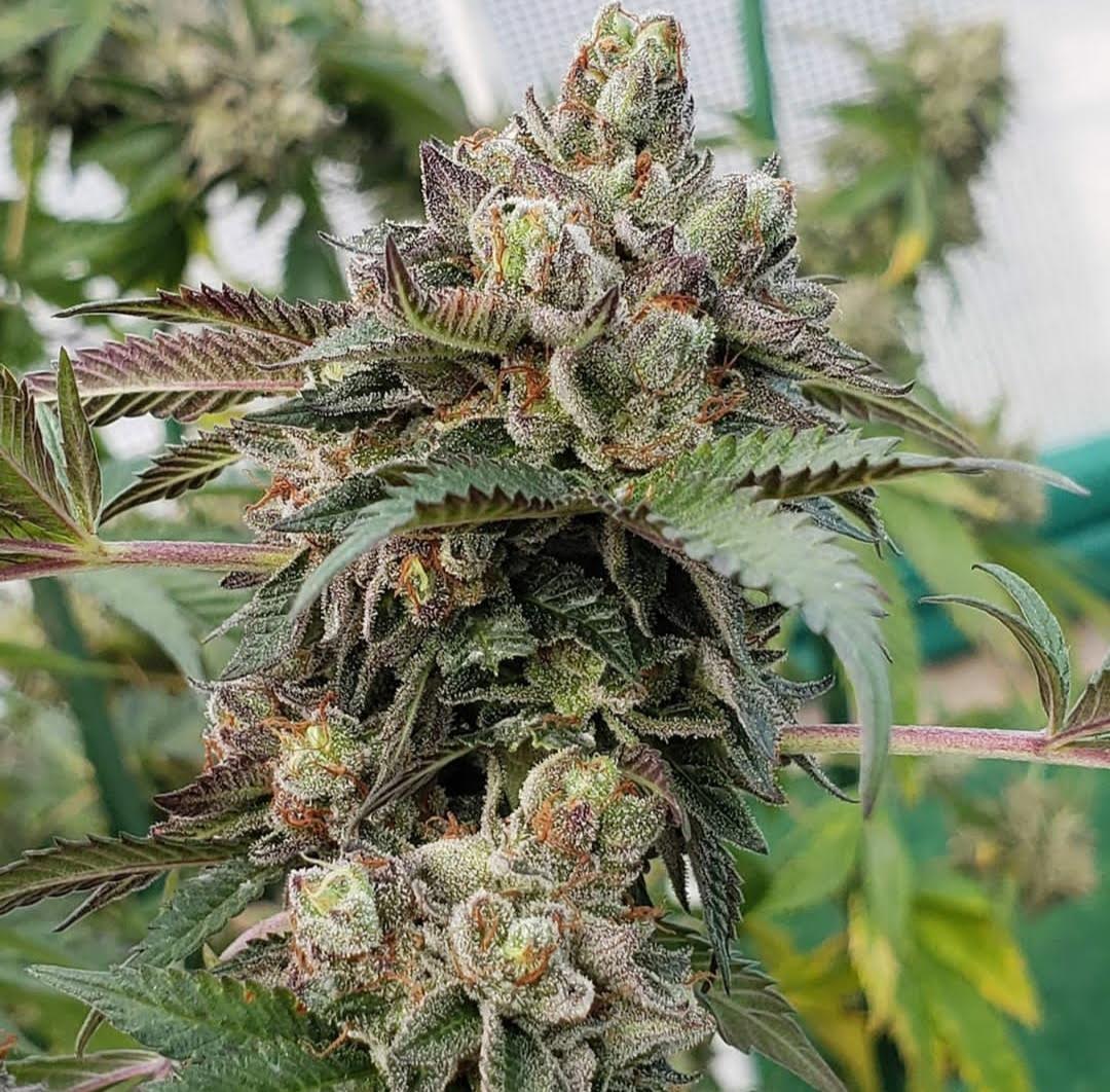 Sunset Sherbet