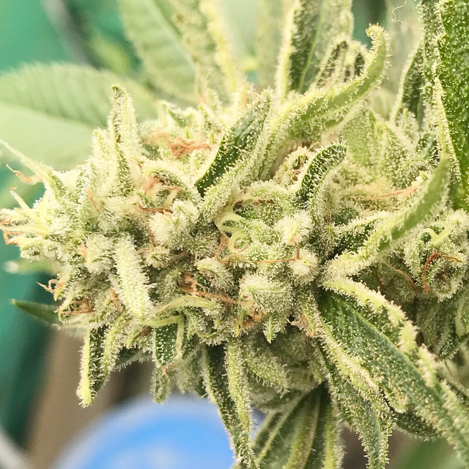 Zkittlez