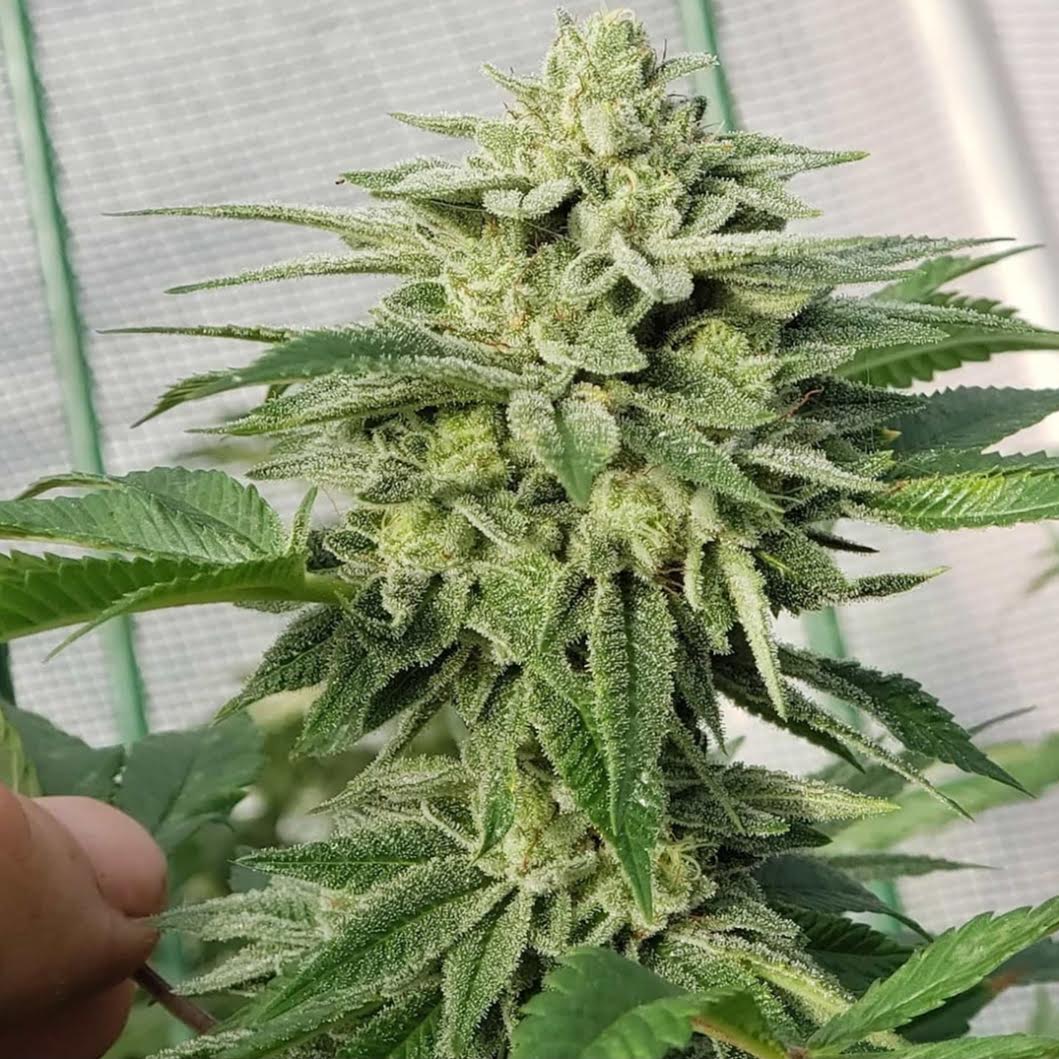 Frosty gg4 Flower