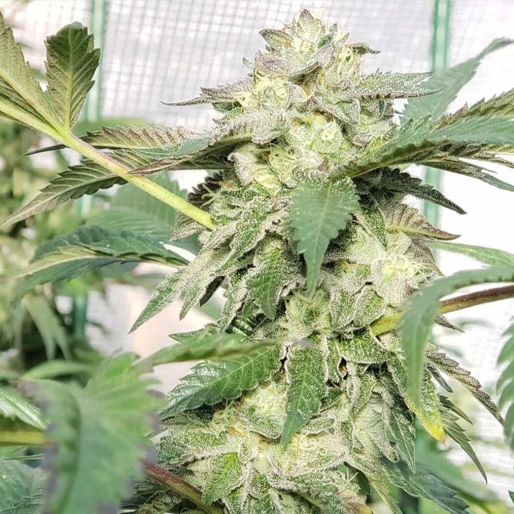 guava lava