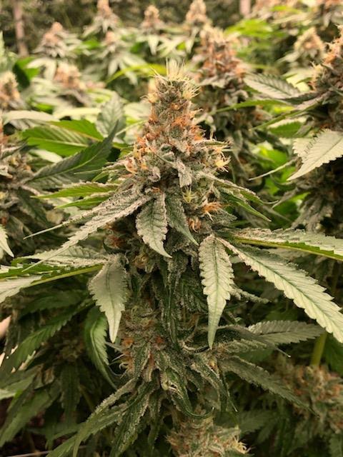 Kanaka Kush